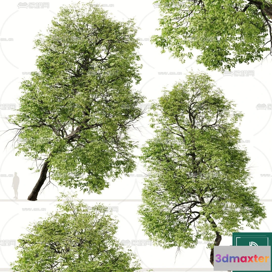 1371511 - Tree 3D Models - Exterior and Architecture 3DS Max - 108 3D Max