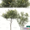 1371568 - Tree 3D Models - Exterior and Architecture 3DS Max - 109 3D Max