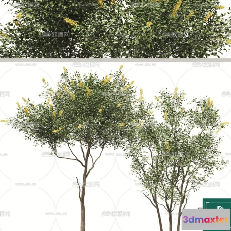 1371568 - Tree 3D Models - Exterior and Architecture 3DS Max - 109 3D Max