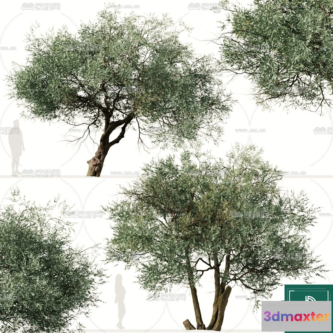 1371637 - Tree 3D Models - Exterior and Architecture 3DS Max - 110 3D Max