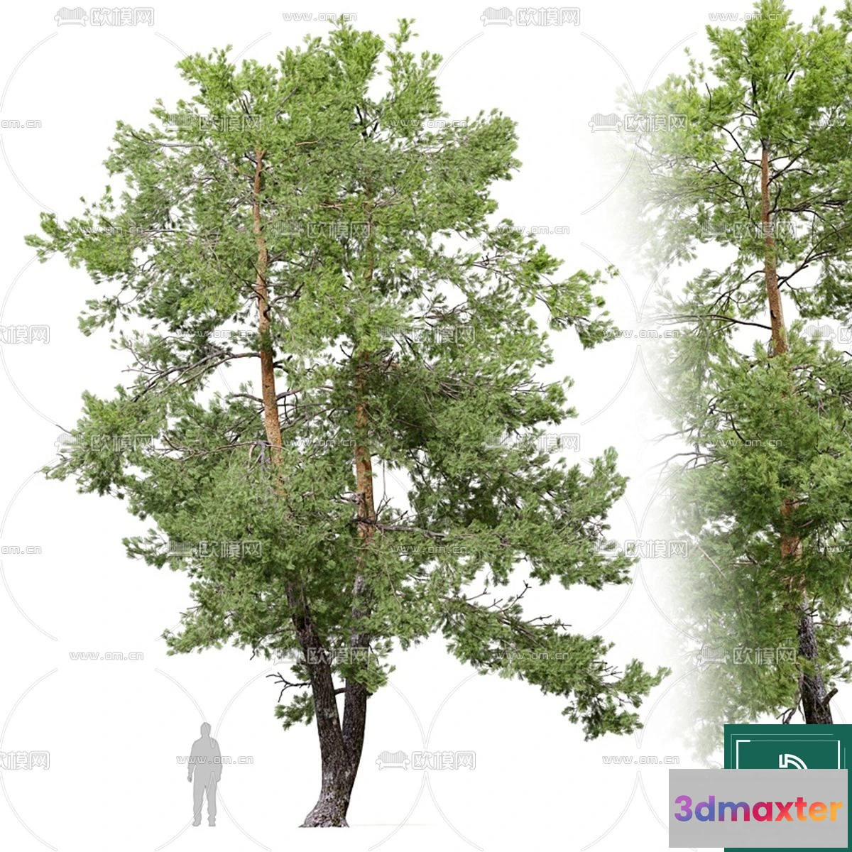 1371705 - Tree 3D Models - Exterior and Architecture 3DS Max - 111 3D Max