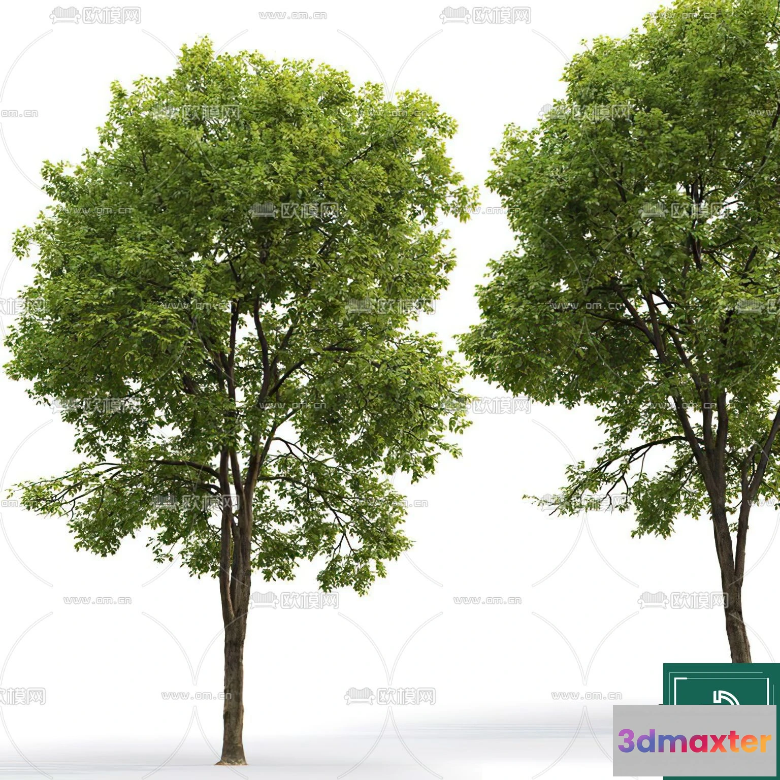 1371766 - Tree 3D Models - Exterior and Architecture 3DS Max - 112 3D Max
