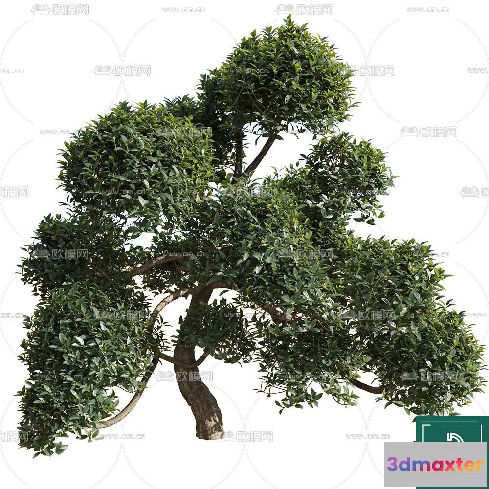 1371833 - Tree 3D Models - Exterior and Architecture 3DS Max - 113 3D Max