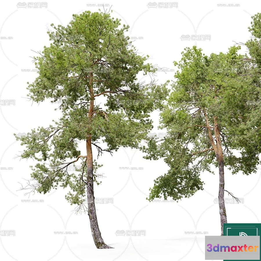1371955 - Tree 3D Models - Exterior and Architecture 3DS Max - 115 3D Max