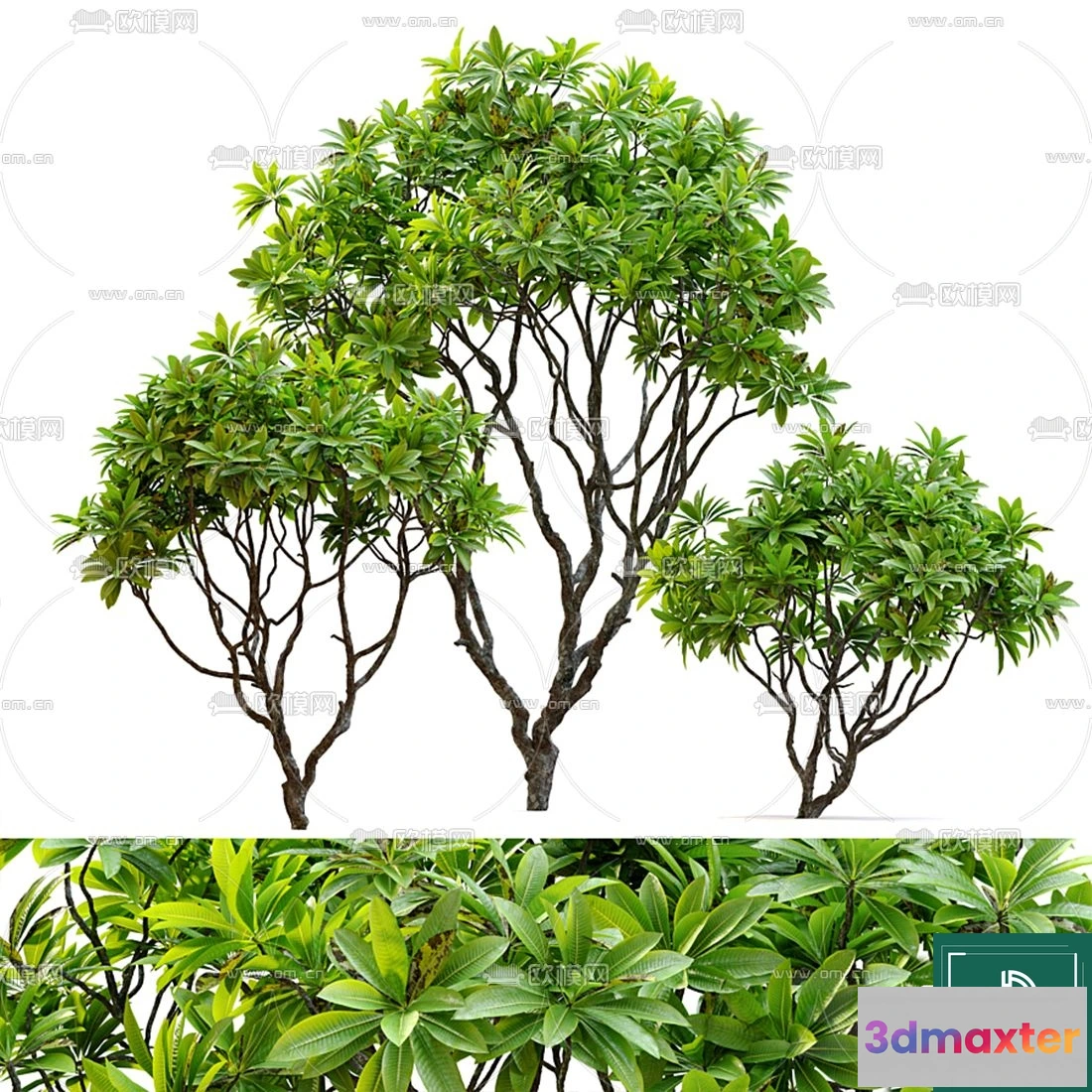 1372090 - Tree 3D Models - Exterior and Architecture 3DS Max - 117 3D Max