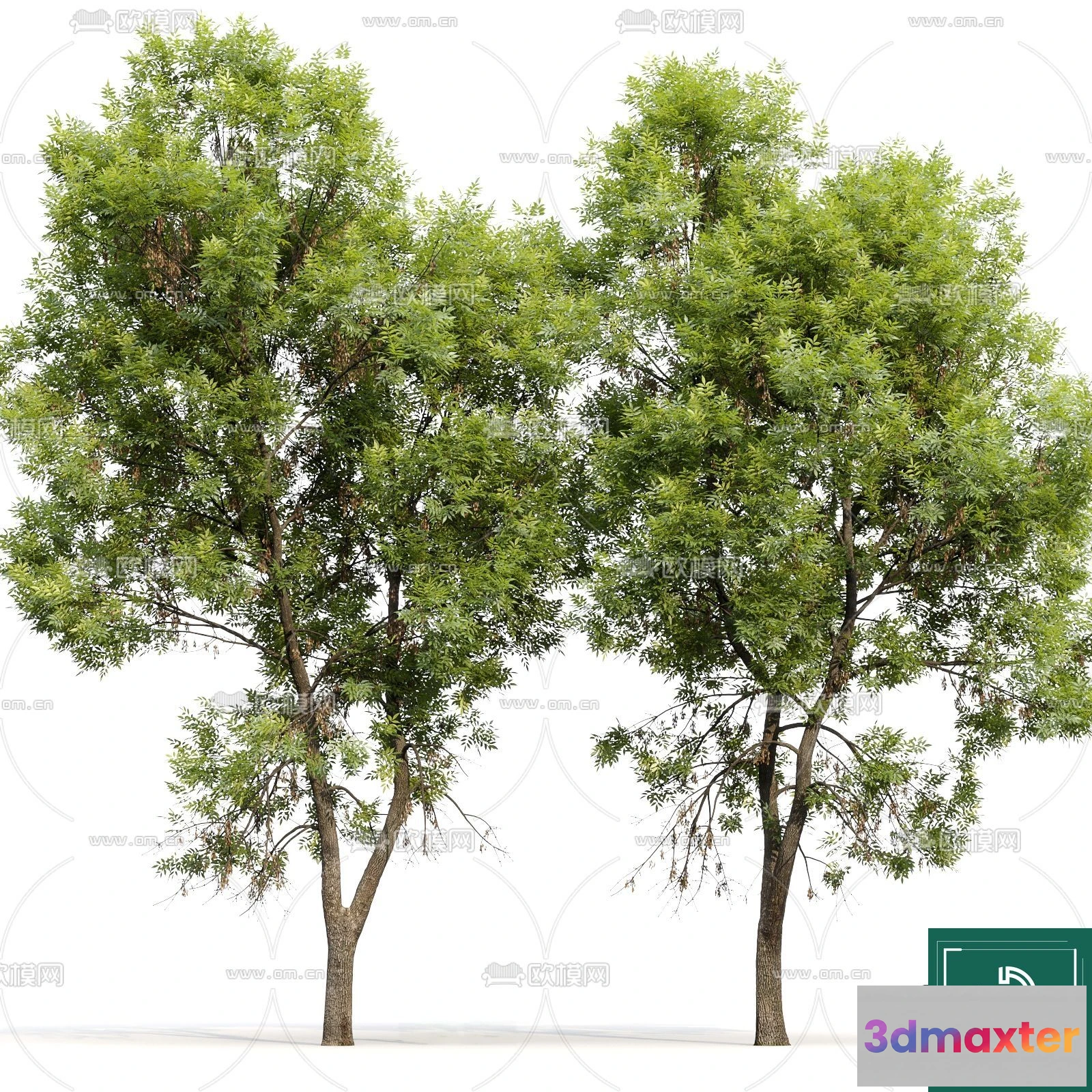 1372152 - Tree 3D Models - Exterior and Architecture 3DS Max - 118 3D Max