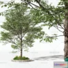 1372351 - Tree 3D Models - Exterior and Architecture 3DS Max - 121 3D Max