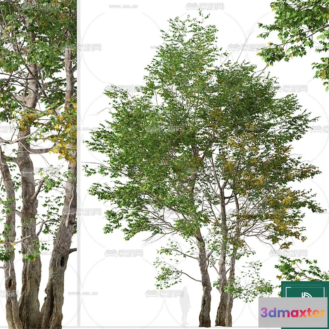1372417 - Tree 3D Models - Exterior and Architecture 3DS Max - 122 3D Max