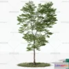 1372477 - Tree 3D Models - Exterior and Architecture 3DS Max - 123 3D Max