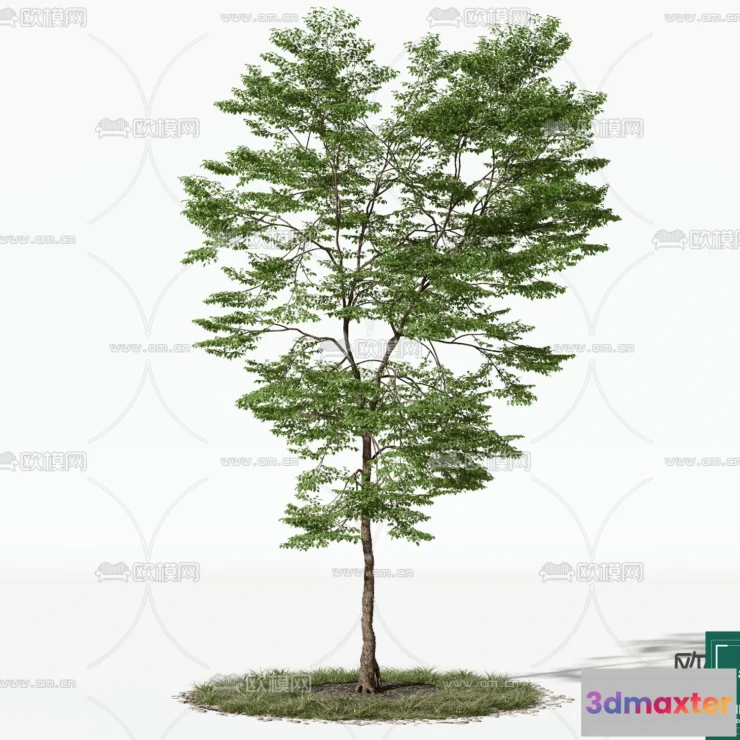1372477 - Tree 3D Models - Exterior and Architecture 3DS Max - 123 3D Max