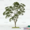 1372547 - Tree 3D Models - Exterior and Architecture 3DS Max - 124 3D Max