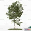 1372758 - Tree 3D Models - Exterior and Architecture 3DS Max - 127 3D Max