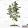1372813 - Tree 3D Models - Exterior and Architecture 3DS Max - 128 3D Max