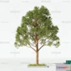 1372877 - Tree 3D Models - Exterior and Architecture 3DS Max - 129 3D Max