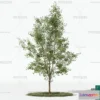 1372943 - Tree 3D Models - Exterior and Architecture 3DS Max - 130 3D Max