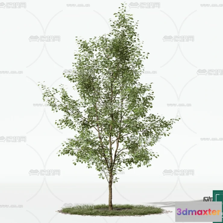 1372943 - Tree 3D Models - Exterior and Architecture 3DS Max - 130 3D Max