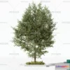 1373007 - Tree 3D Models - Exterior and Architecture 3DS Max - 131 3D Max