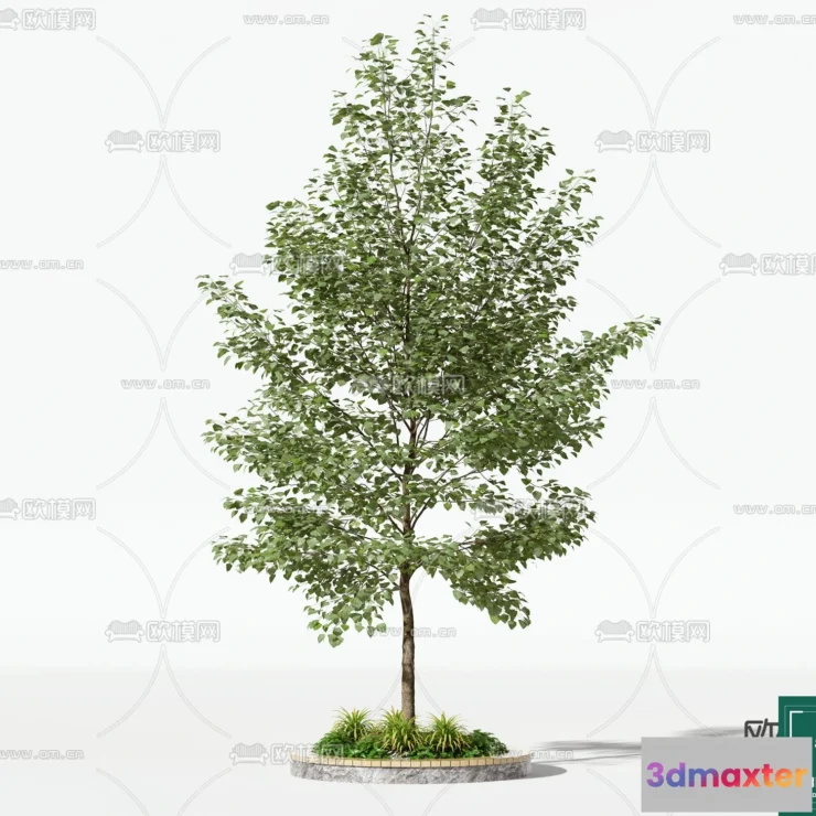 1373069 - Tree 3D Models - Exterior and Architecture 3DS Max - 132 3D Max