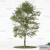 1373131 - Tree 3D Models - Exterior and Architecture 3DS Max - 133 3D Max