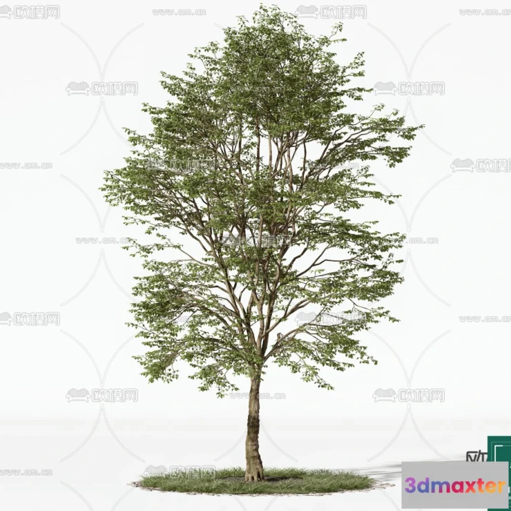 1373131 - Tree 3D Models - Exterior and Architecture 3DS Max - 133 3D Max