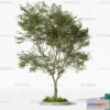 1373187 - Tree 3D Models - Exterior and Architecture 3DS Max - 134 3D Max