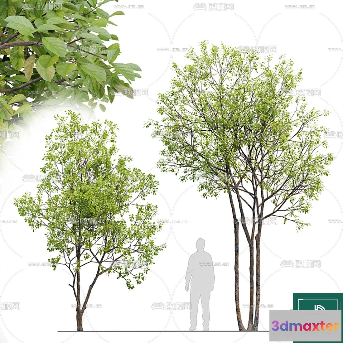 1373450 - Tree 3D Models - Exterior and Architecture 3DS Max - 138 3D Max