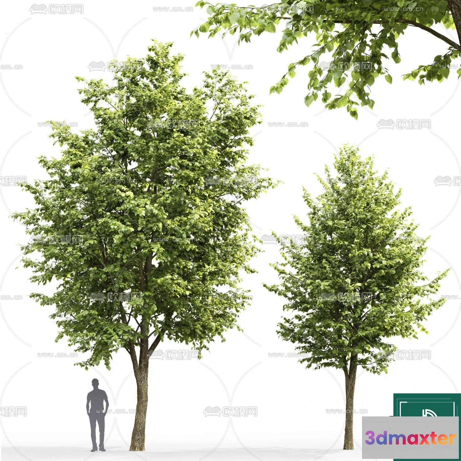 1373636 - Tree 3D Models - Exterior and Architecture 3DS Max - 141 3D Max