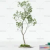 1373700 - Tree 3D Models - Exterior and Architecture 3DS Max - 142 3D Max