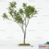 1373765 - Tree 3D Models - Exterior and Architecture 3DS Max - 143 3D Max