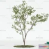 1373829 - Tree 3D Models - Exterior and Architecture 3DS Max - 144 3D Max