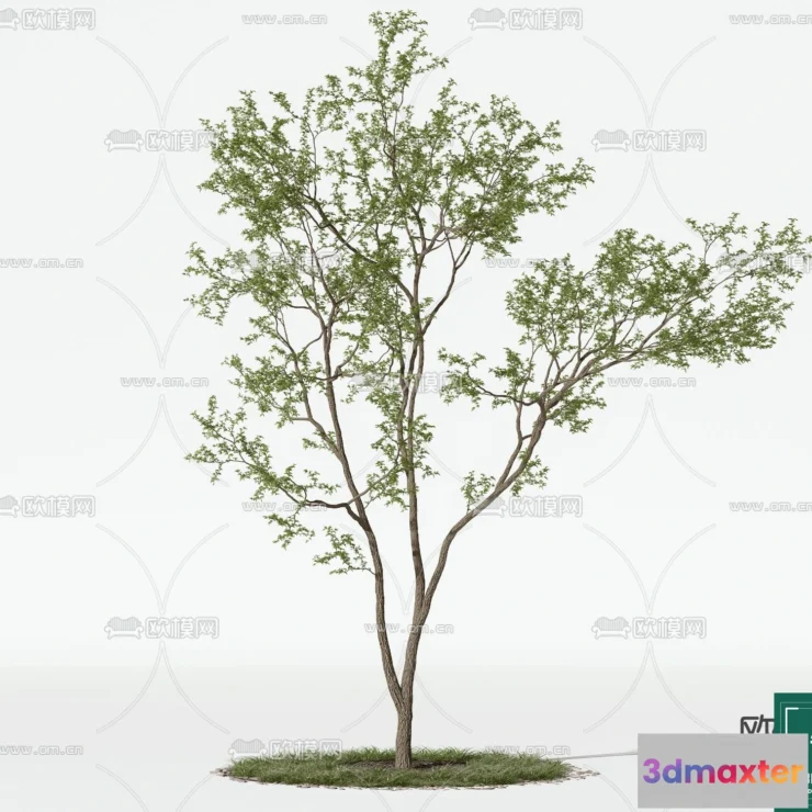 1373829 - Tree 3D Models - Exterior and Architecture 3DS Max - 144 3D Max
