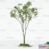 1373893 - Tree 3D Models - Exterior and Architecture 3DS Max - 145 3D Max