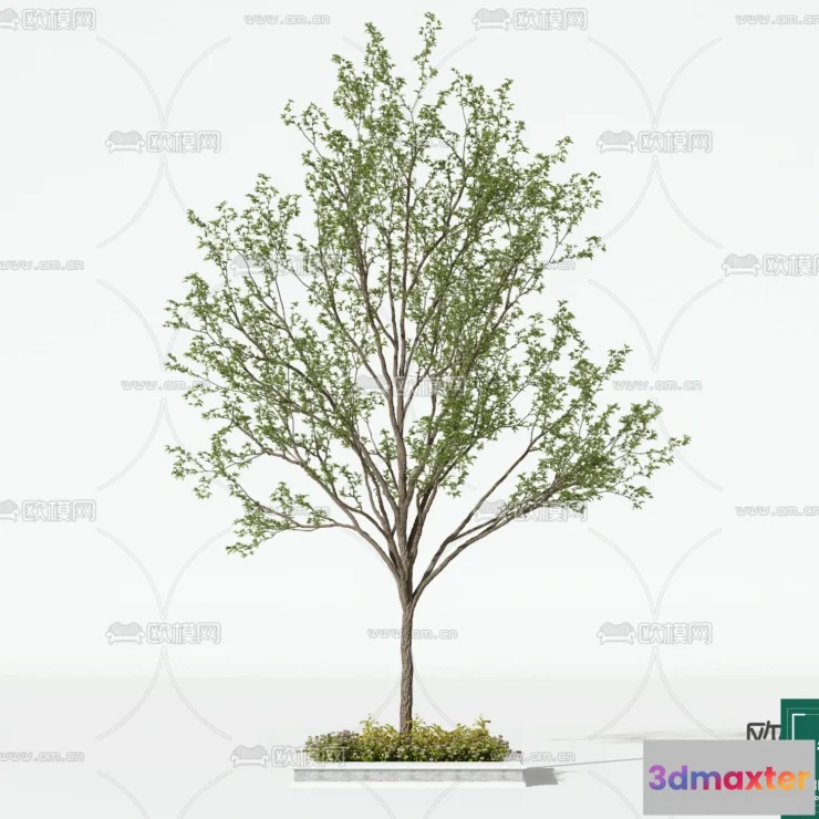 1373961 - Tree 3D Models - Exterior and Architecture 3DS Max - 146 3D Max