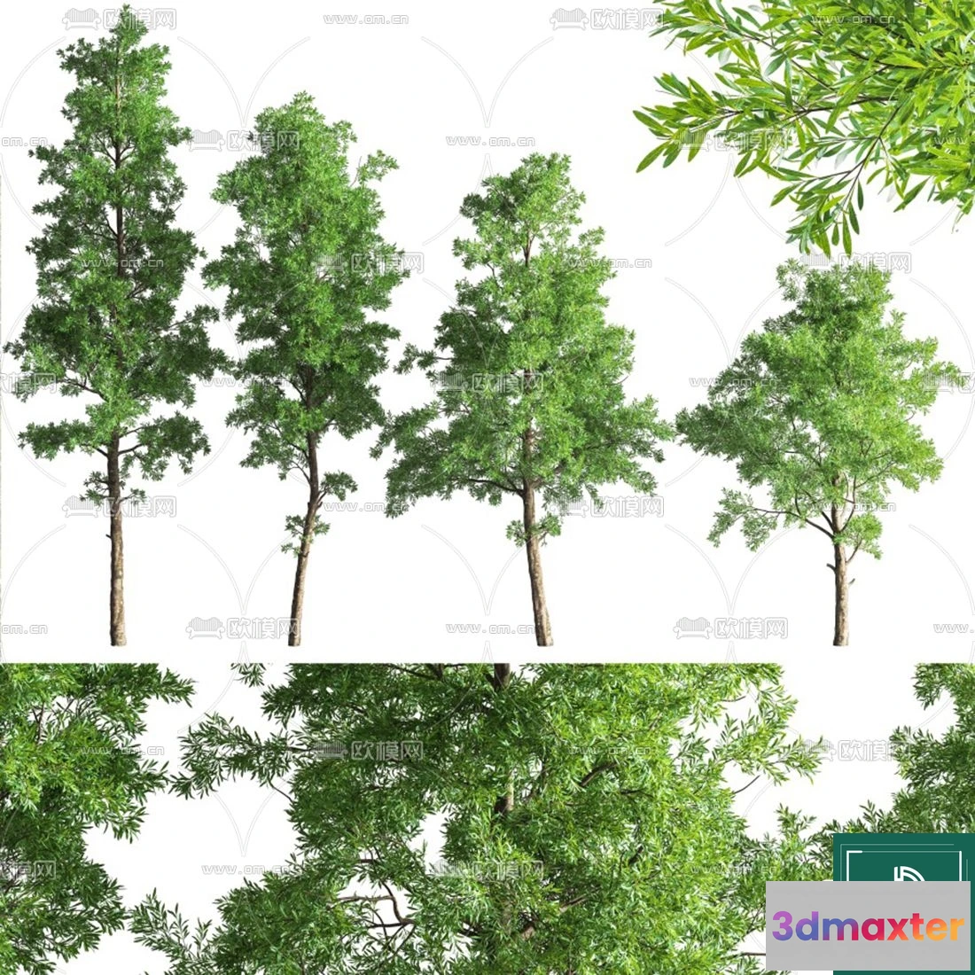 1374028 - Tree 3D Models - Exterior and Architecture 3DS Max - 147 3D Max