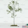 1374097 - Tree 3D Models - Exterior and Architecture 3DS Max - 148 3D Max