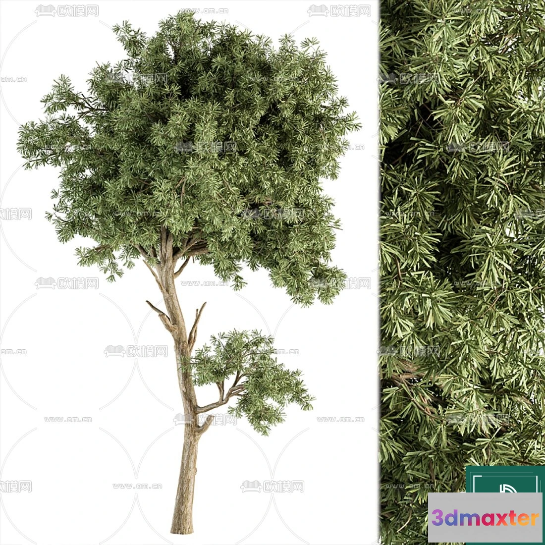 1374225 - Tree 3D Models - Exterior and Architecture 3DS Max - 150 3D Max