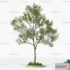 1374292 - Tree 3D Models - Exterior and Architecture 3DS Max - 151 3D Max