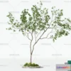 1374349 - Tree 3D Models - Exterior and Architecture 3DS Max - 152 3D Max