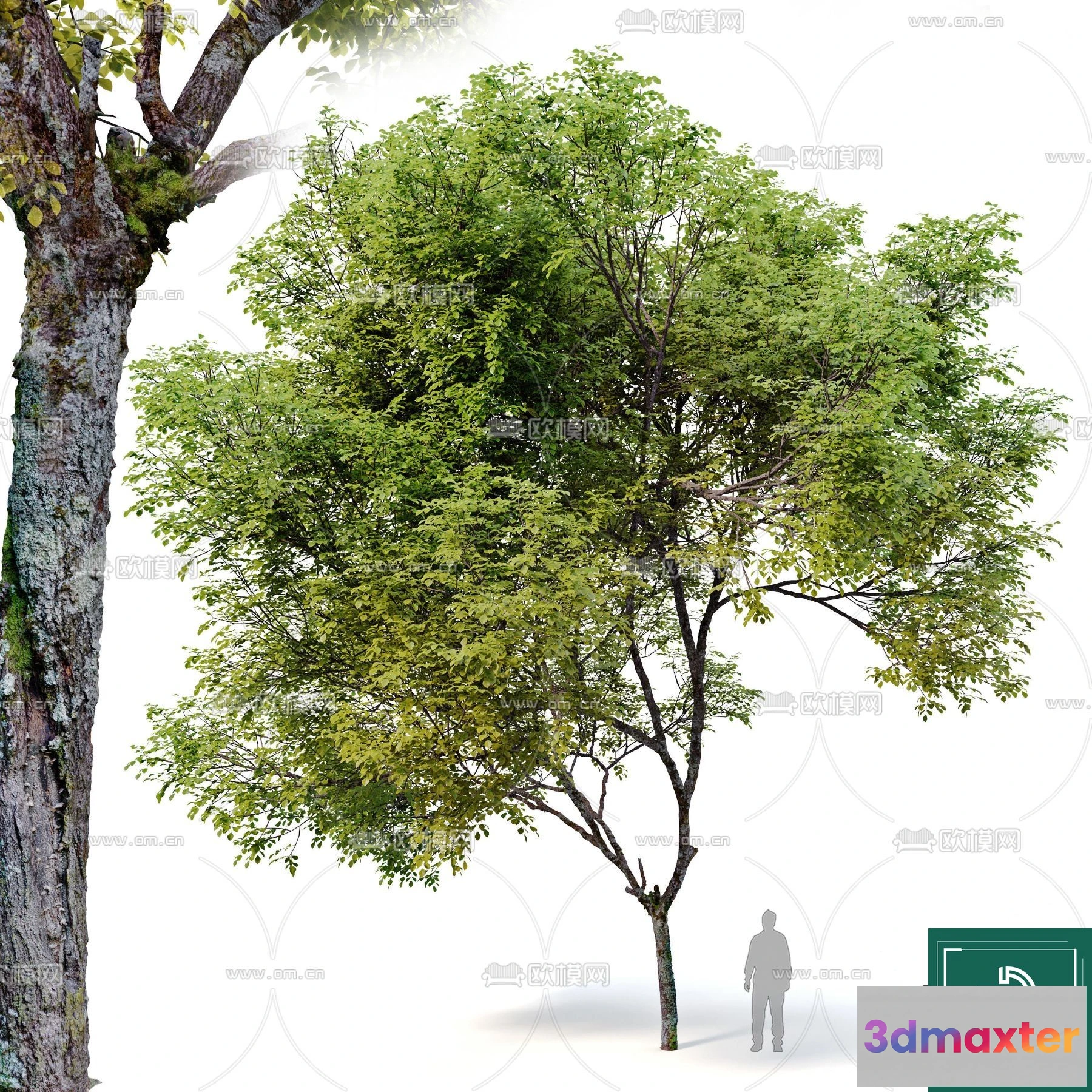 1374539 - Tree 3D Models - Exterior and Architecture 3DS Max - 155 3D Max