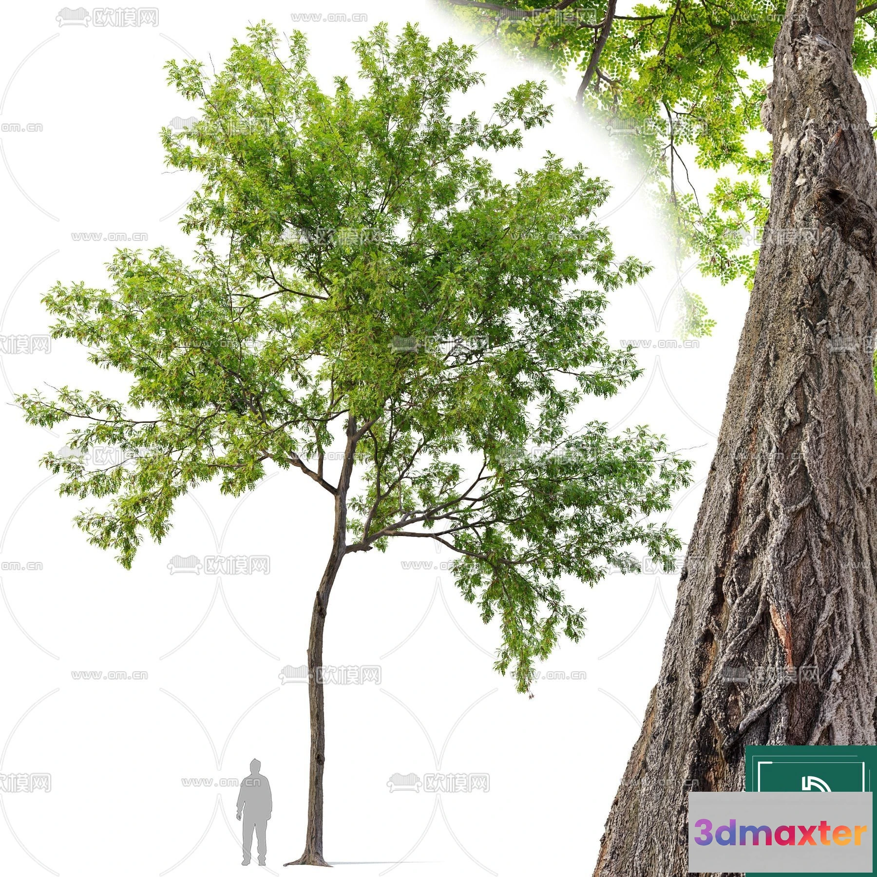 1374602 - Tree 3D Models - Exterior and Architecture 3DS Max - 156 3D Max
