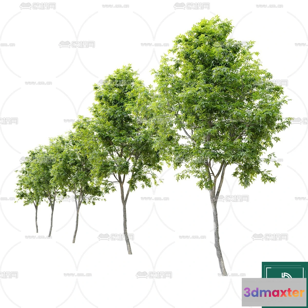 1374659 - Tree 3D Models - Exterior and Architecture 3DS Max - 157 3D Max