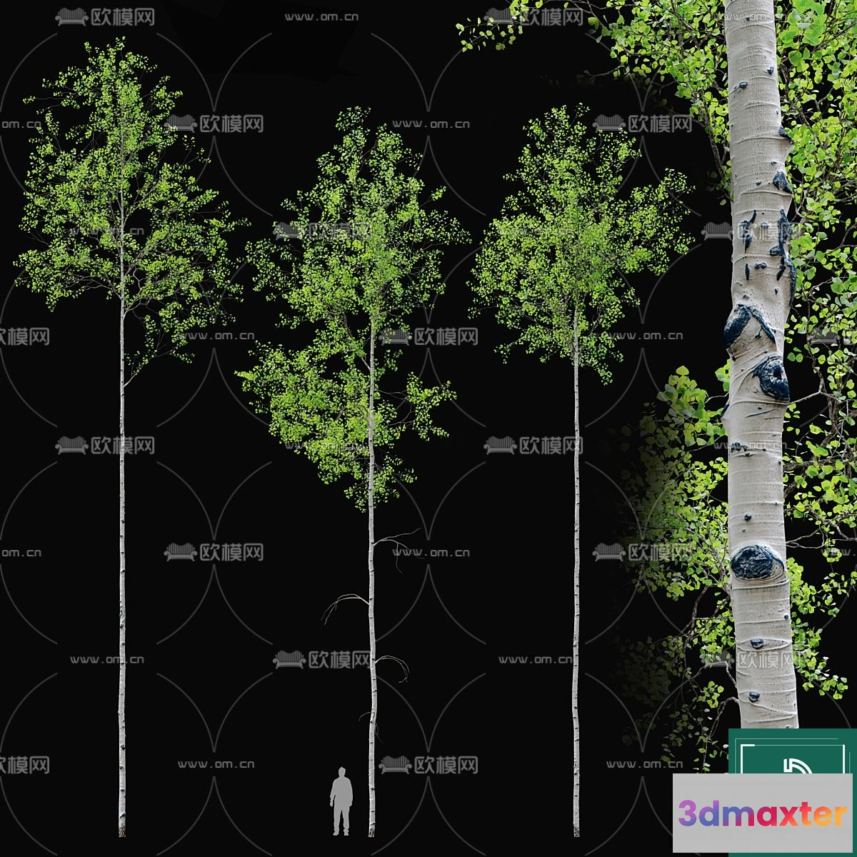 1374717 - Tree 3D Models - Exterior and Architecture 3DS Max - 158 3D Max