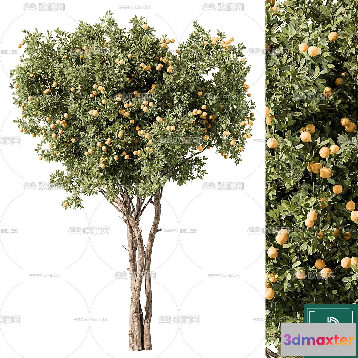 1374917 - Tree 3D Models - Exterior and Architecture 3DS Max - 161 3D Max