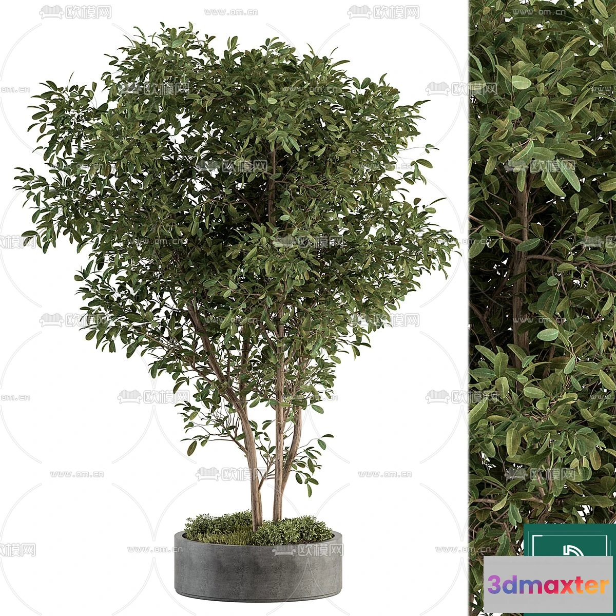 1374974 - Tree 3D Models - Exterior and Architecture 3DS Max - 162 3D Max