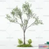 1375051 - Tree 3D Models - Exterior and Architecture 3DS Max - 163 3D Max