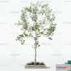 1375122 - Tree 3D Models - Exterior and Architecture 3DS Max - 164 3D Max