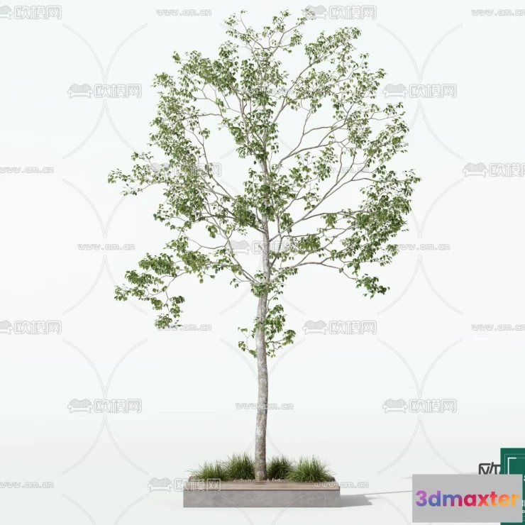 1375122 - Tree 3D Models - Exterior and Architecture 3DS Max - 164 3D Max