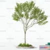 1375187 - Tree 3D Models - Exterior and Architecture 3DS Max - 165 3D Max
