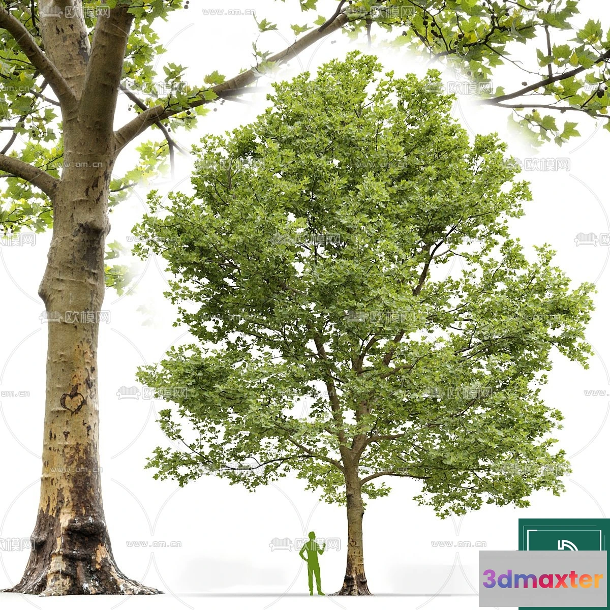 1375251 - Tree 3D Models - Exterior and Architecture 3DS Max - 166 3D Max