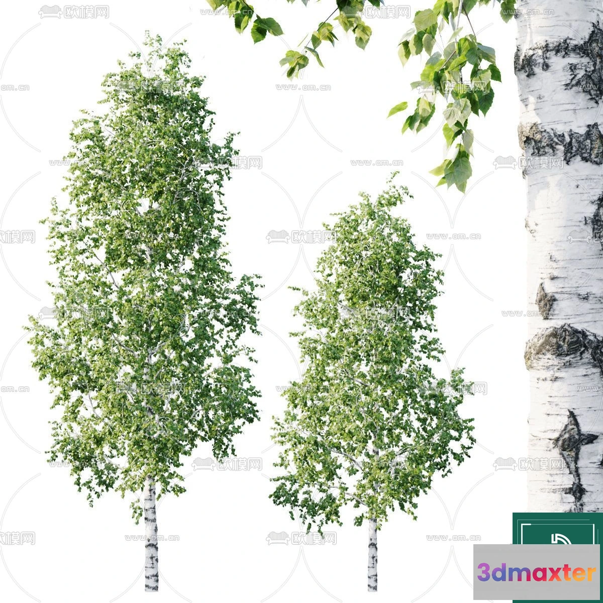 1375595 - Tree 3D Models - Exterior and Architecture 3DS Max - 171 3D Max